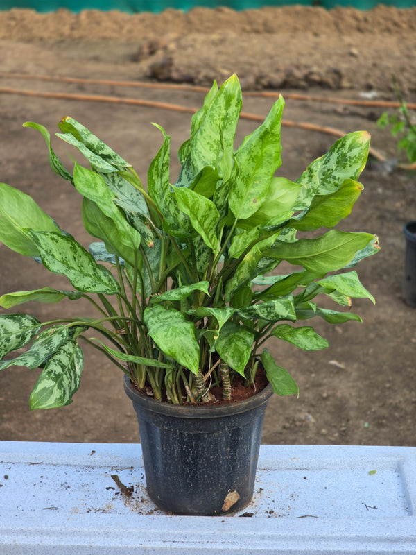 Aglaonema _Dove_ -D