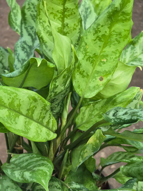 Aglaonema _Dove_ -D