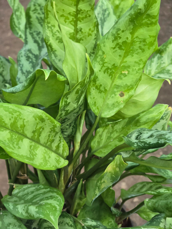 Aglaonema _Dove_ -D