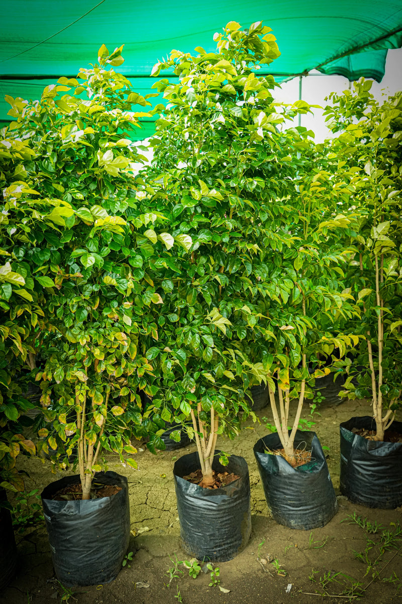 ficus benjamina