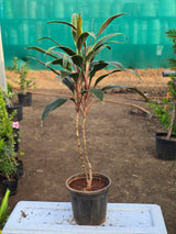 Cordyline fruticosa 3