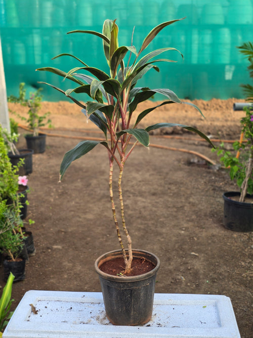 Cordyline fruticosa 3