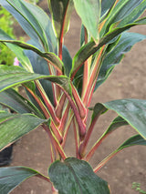 Cordyline fruticosa 3