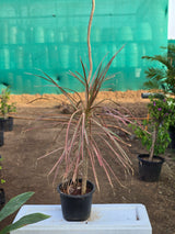 Dracaena marginata