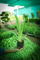 Golden Pandanus