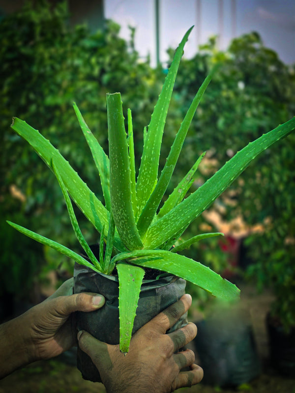 Aloe vera - D