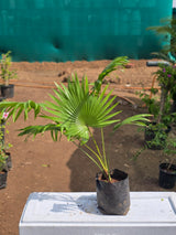 Chinese Fan Palm - D