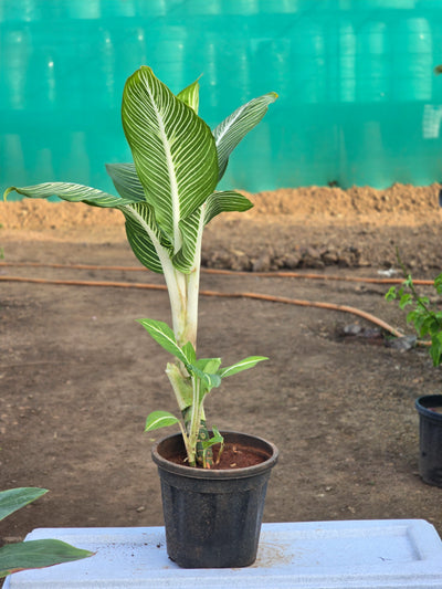 Dieffenbachia -D