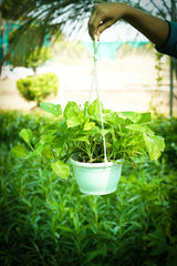 Golden Pothos
