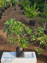 Dwarf Umbrella Tree 1