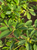 Dwarf Umbrella Tree 1