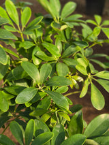 Dwarf Umbrella Tree 1