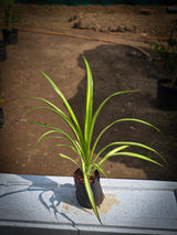 Golden Screw Pine