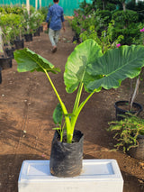 Elephant Ear Plant