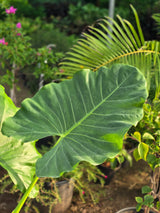 Elephant Ear Plant