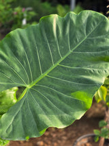Elephant Ear Plant
