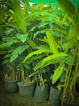 Heliconia plant