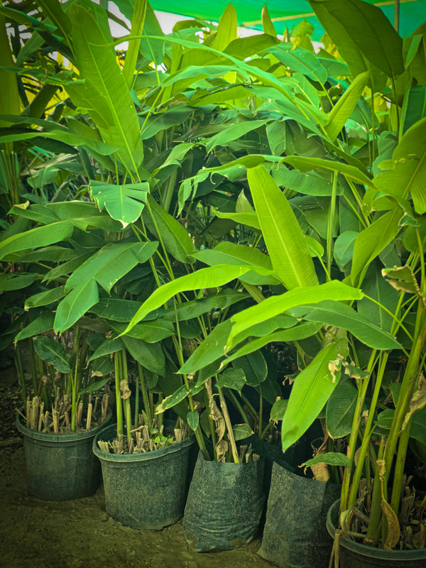 Heliconia plant