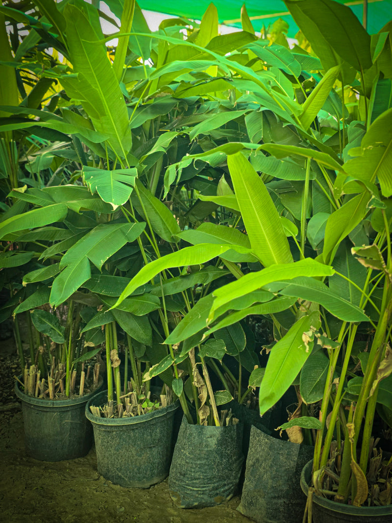 Heliconia plant