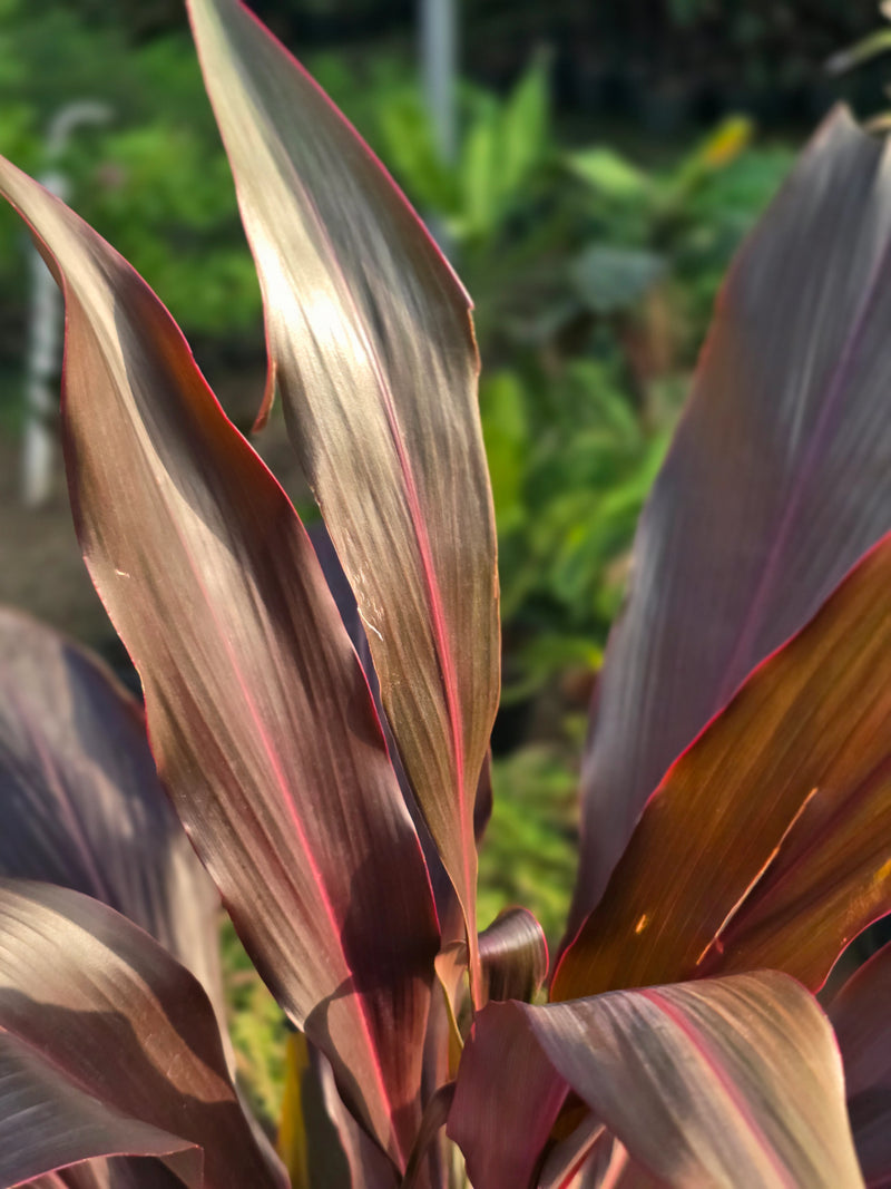 Cordyline fruticosa 4