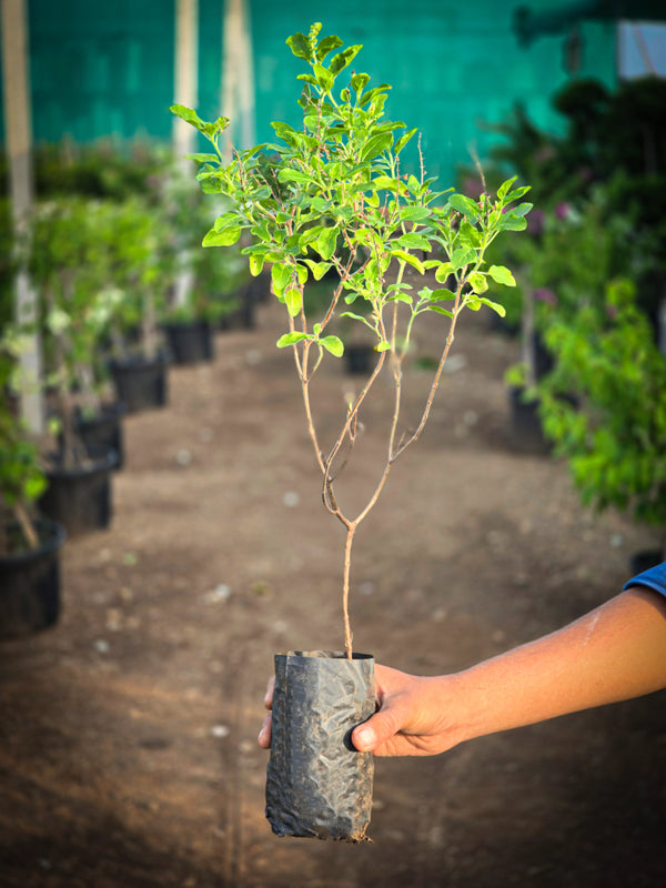 Holy Basil (Tulsi)