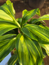 Dracaena reflexa