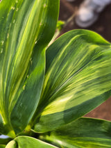 Dracaena reflexa