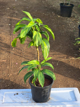 Dracaena reflexa