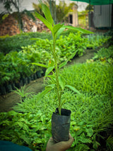 Insulin Plant