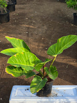 Philodendron _Congo Green_
