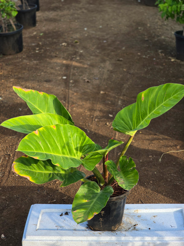Philodendron _Congo Green_