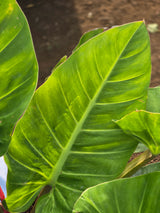 Philodendron _Congo Green_