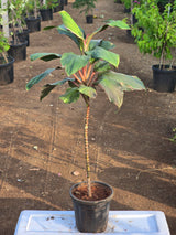 Cordyline fruticosa 5