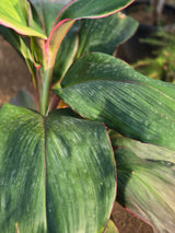 Cordyline fruticosa 5
