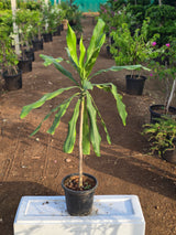 Dracaena fragrans 1