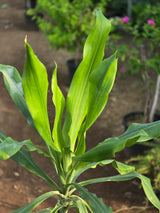 Dracaena fragrans 1
