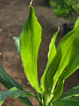 Dracaena fragrans 1