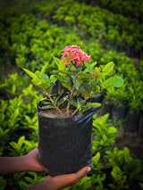 Ixora coccinea