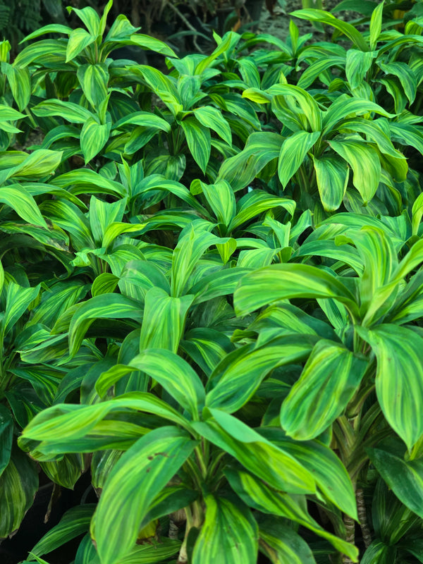 Cordyline fruticosa _Lemon Lime_
