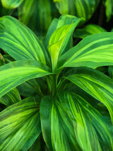 Cordyline fruticosa _Lemon Lime_