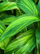 Cordyline fruticosa _Lemon Lime_