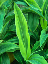 Cordyline fruticosa _Lemon Lime_