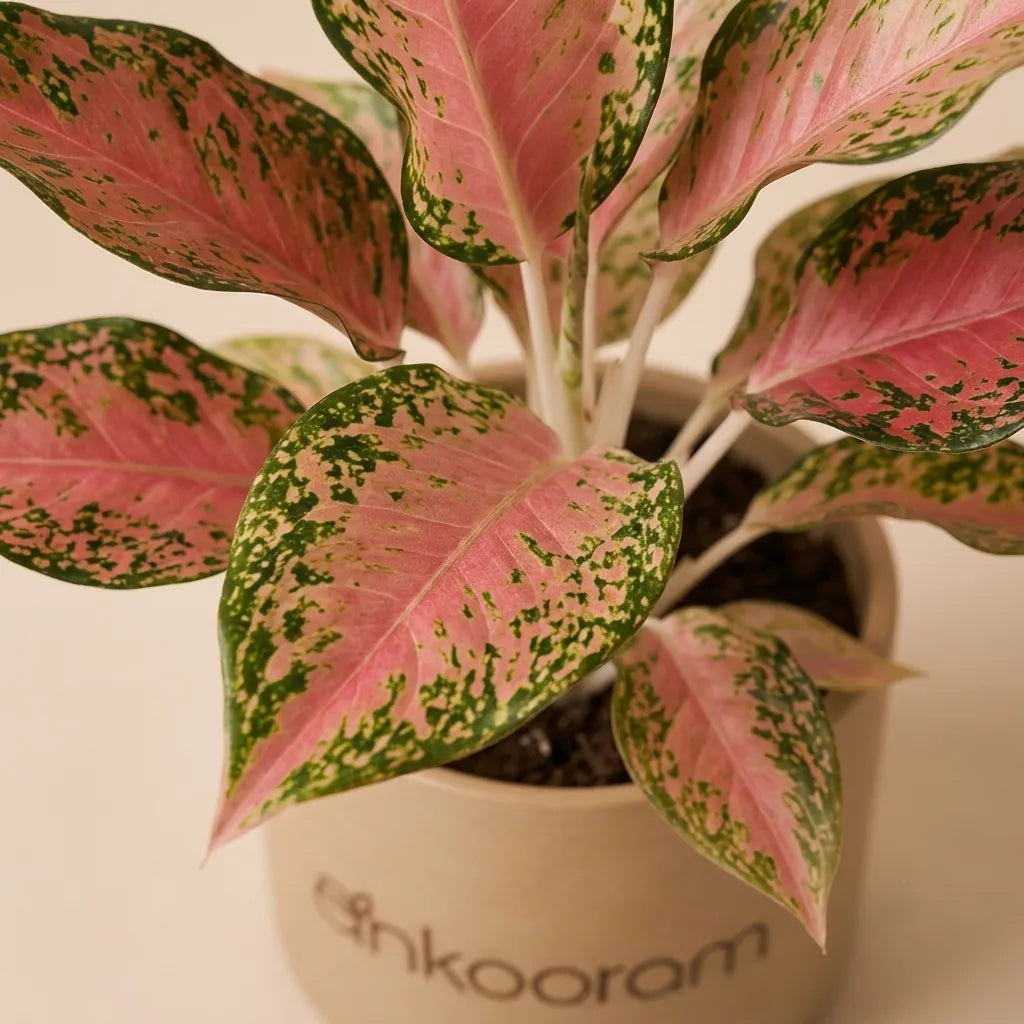 Aglaonema Pink Beauty