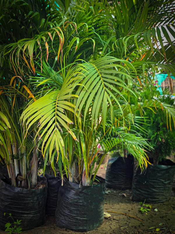 Areca Palm - D