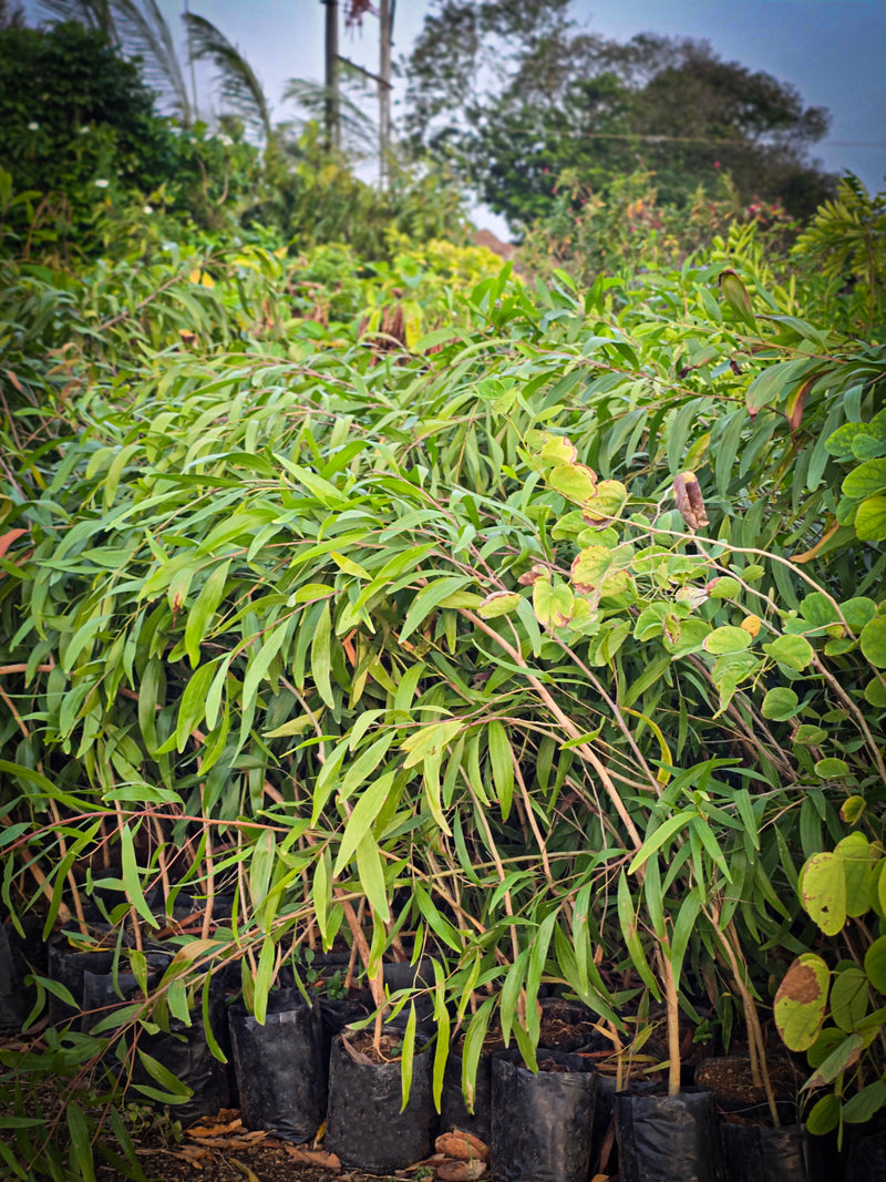 Japanese stiltgrass