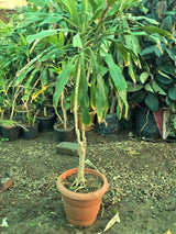 Dracaena fragrans 2