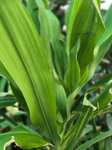 Dracaena fragrans 2