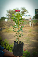 Jatropha integerrima 1