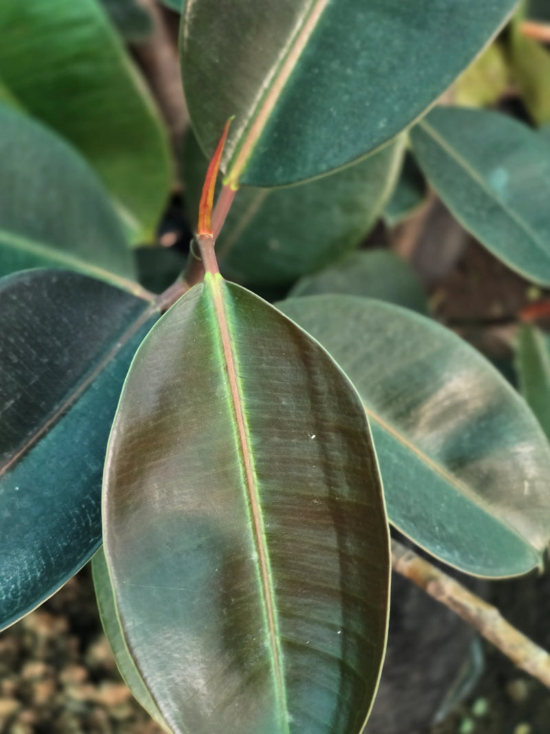 Rubber Plant