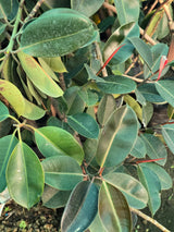Rubber Plant
